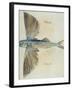 Flying-Fish-John White-Framed Giclee Print