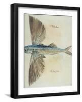 Flying-Fish-John White-Framed Giclee Print