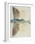 Flying-Fish-John White-Framed Giclee Print