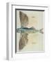 Flying-Fish-John White-Framed Giclee Print