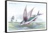 Flying Fish-Robert Hamilton-Framed Stretched Canvas