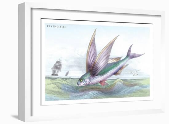 Flying Fish-Robert Hamilton-Framed Art Print