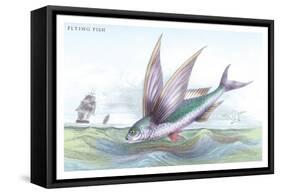 Flying Fish-Robert Hamilton-Framed Stretched Canvas
