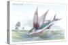 Flying Fish-Robert Hamilton-Stretched Canvas