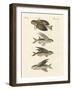 Flying Fish-null-Framed Giclee Print