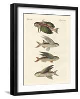 Flying Fish-null-Framed Giclee Print