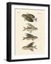 Flying Fish-null-Framed Giclee Print