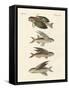 Flying Fish-null-Framed Stretched Canvas