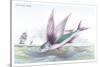 Flying Fish-Robert Hamilton-Stretched Canvas