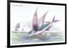 Flying Fish-Robert Hamilton-Framed Art Print