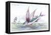 Flying Fish-Robert Hamilton-Framed Stretched Canvas