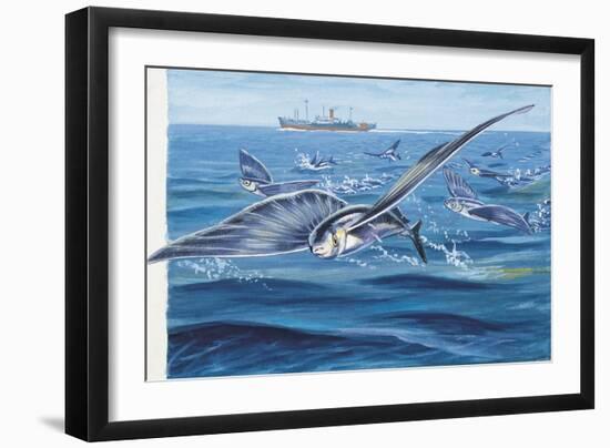 Flying Fishes Flying over a Sea (Cypselurus Heterurus)-null-Framed Giclee Print