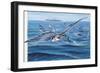 Flying Fishes Flying over a Sea (Cypselurus Heterurus)-null-Framed Giclee Print