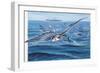 Flying Fishes Flying over a Sea (Cypselurus Heterurus)-null-Framed Giclee Print