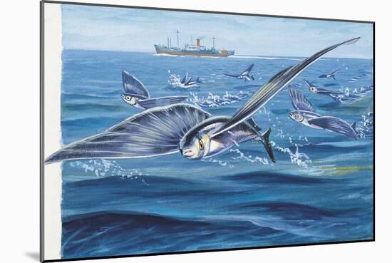 Flying Fishes Flying over a Sea (Cypselurus Heterurus)-null-Mounted Giclee Print