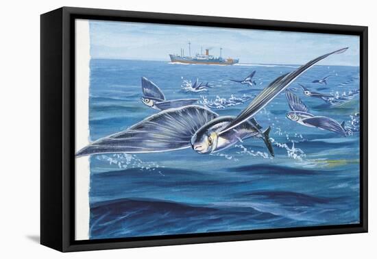 Flying Fishes Flying over a Sea (Cypselurus Heterurus)-null-Framed Stretched Canvas