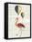 Flying Flamingo-Sue Schlabach-Framed Stretched Canvas
