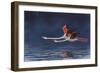 Flying Flamingos-Peter Blackwell-Framed Art Print