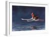 Flying Flamingos-Peter Blackwell-Framed Art Print