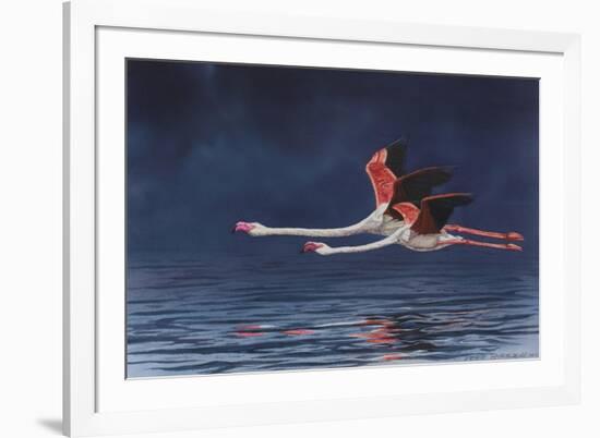 Flying Flamingos-Peter Blackwell-Framed Premium Giclee Print