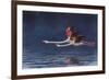 Flying Flamingos-Peter Blackwell-Framed Premium Giclee Print