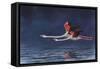 Flying Flamingos-Peter Blackwell-Framed Stretched Canvas