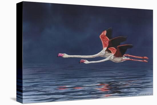 Flying Flamingos-Peter Blackwell-Stretched Canvas