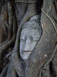 Buddha's Head is Embeded in Tree Roots, A Beautifu and Popularedl Ancient Site in Ayutthaya as A Wo-Flying Fox-Stretched Canvas