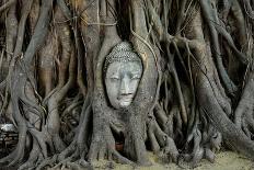 Buddha's Head is Embeded in Tree Roots, A Beautifu and Popularedl Ancient Site in Ayutthaya as A Wo-Flying Fox-Stretched Canvas