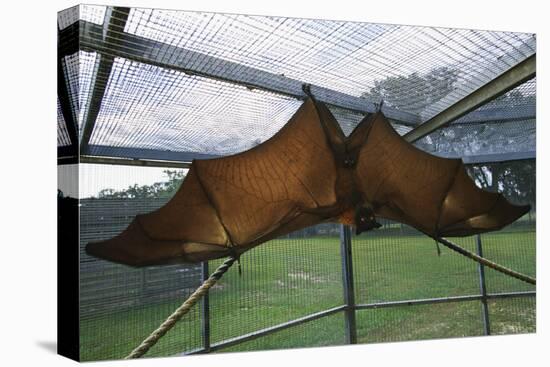 Flying Fox Hanging in Cage-W. Perry Conway-Stretched Canvas