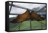 Flying Fox Hanging in Cage-W. Perry Conway-Framed Stretched Canvas