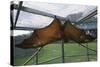 Flying Fox Hanging in Cage-W. Perry Conway-Stretched Canvas