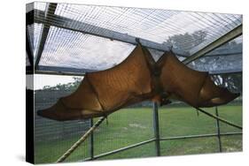 Flying Fox Hanging in Cage-W. Perry Conway-Stretched Canvas