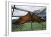 Flying Fox Hanging in Cage-W. Perry Conway-Framed Photographic Print