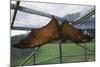 Flying Fox Hanging in Cage-W. Perry Conway-Mounted Photographic Print