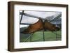 Flying Fox Hanging in Cage-W. Perry Conway-Framed Photographic Print