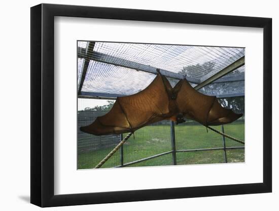 Flying Fox Hanging in Cage-W. Perry Conway-Framed Photographic Print