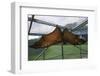 Flying Fox Hanging in Cage-W. Perry Conway-Framed Photographic Print