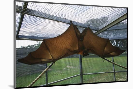 Flying Fox Hanging in Cage-W. Perry Conway-Mounted Photographic Print