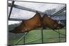 Flying Fox Hanging in Cage-W. Perry Conway-Mounted Photographic Print