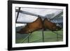 Flying Fox Hanging in Cage-W. Perry Conway-Framed Photographic Print