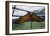 Flying Fox Hanging in Cage-W. Perry Conway-Framed Photographic Print