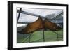 Flying Fox Hanging in Cage-W. Perry Conway-Framed Photographic Print