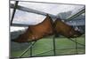 Flying Fox Hanging in Cage-W. Perry Conway-Mounted Photographic Print