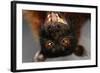 Flying Fox-W. Perry Conway-Framed Photographic Print