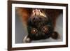 Flying Fox-W. Perry Conway-Framed Photographic Print