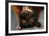 Flying Fox-W. Perry Conway-Framed Photographic Print