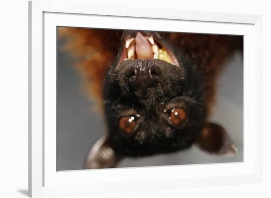 Flying Fox-W. Perry Conway-Framed Photographic Print