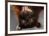 Flying Fox-W. Perry Conway-Framed Photographic Print