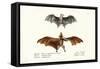 Flying Foxes, 1824-Karl Joseph Brodtmann-Framed Stretched Canvas